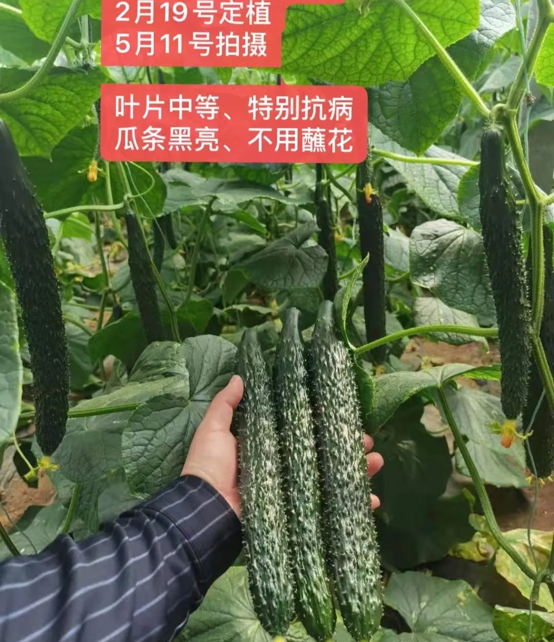 济宁黄瓜种子（系列）